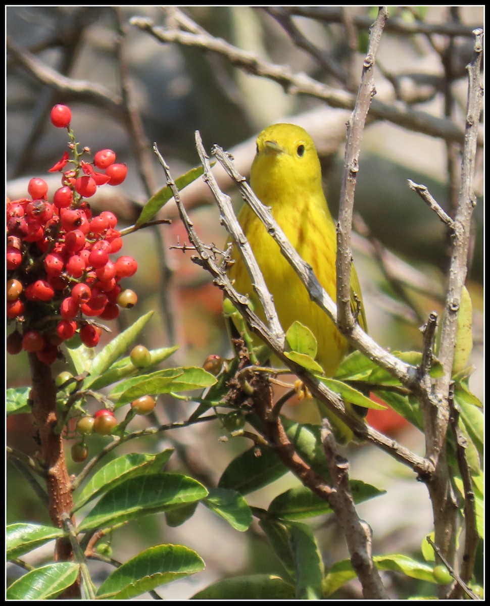 Northern Yellow Warbler - ML646257838