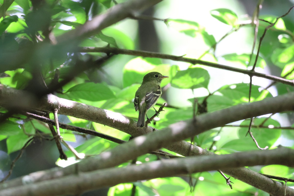 tyranovec žlutobřichý - ML646257839