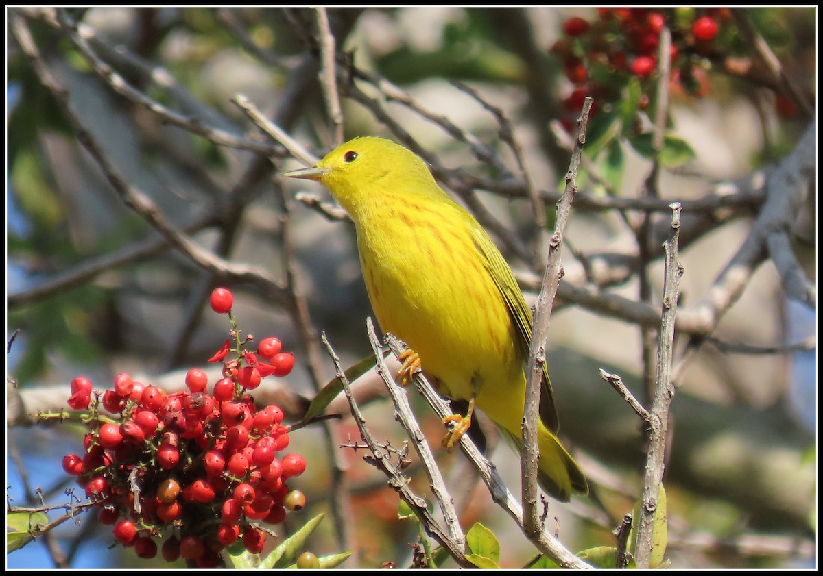 Northern Yellow Warbler - ML646257840
