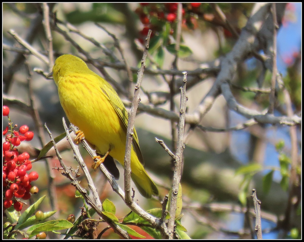 Northern Yellow Warbler - ML646257841