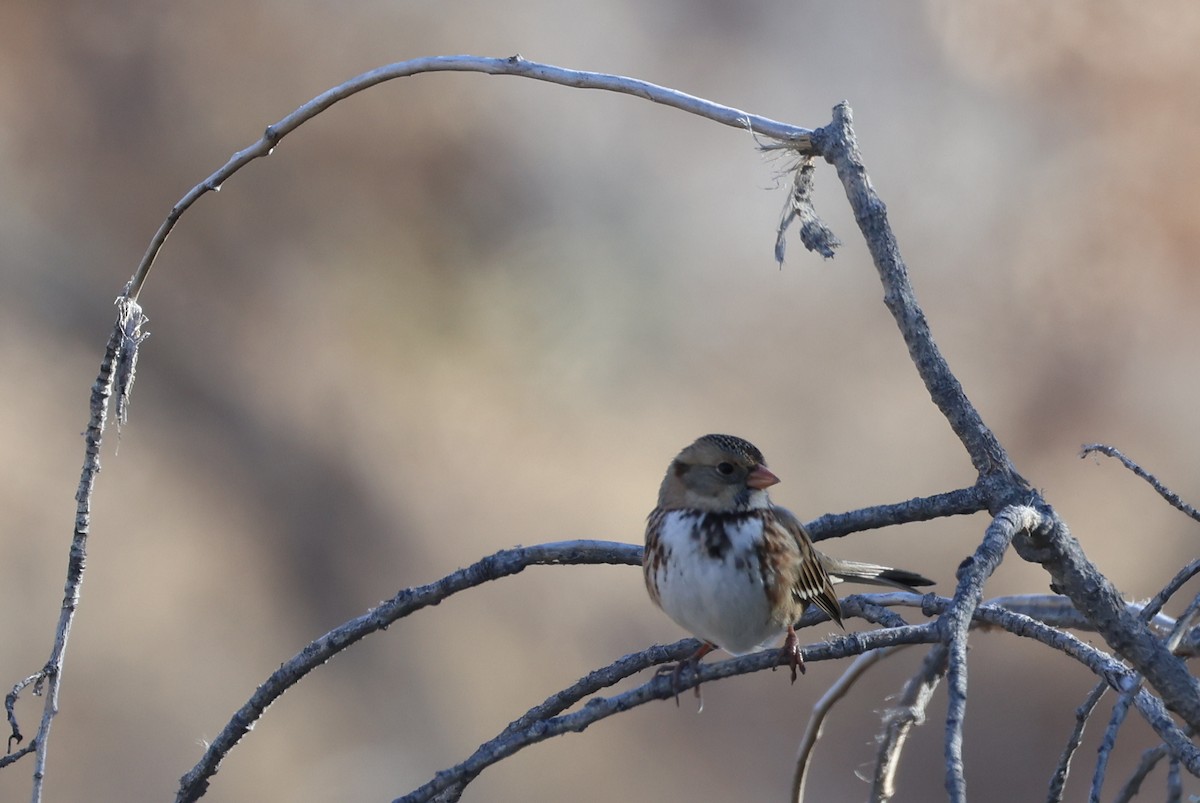 Harris's Sparrow - ML646257845