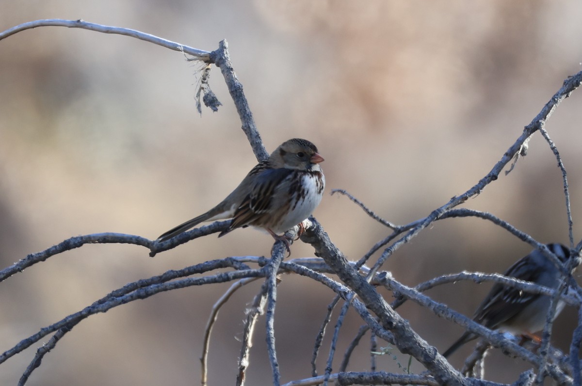 Harris's Sparrow - ML646257846