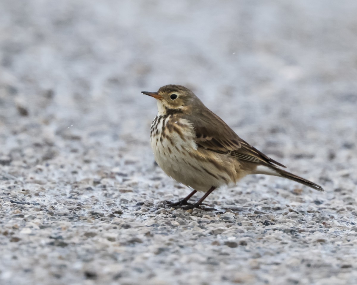 American Pipit - ML646257854
