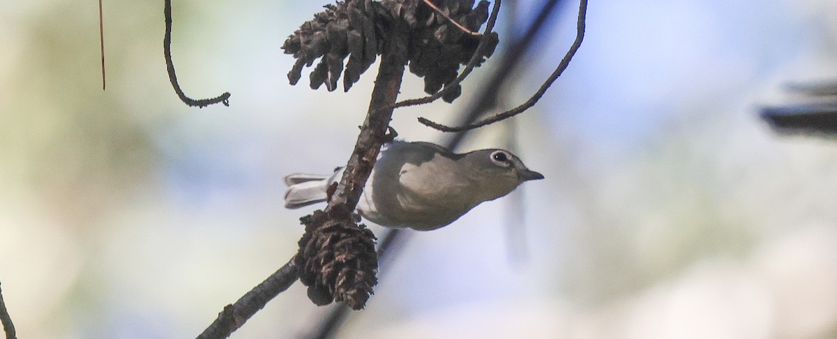 Cassin's Vireo - ML646257858