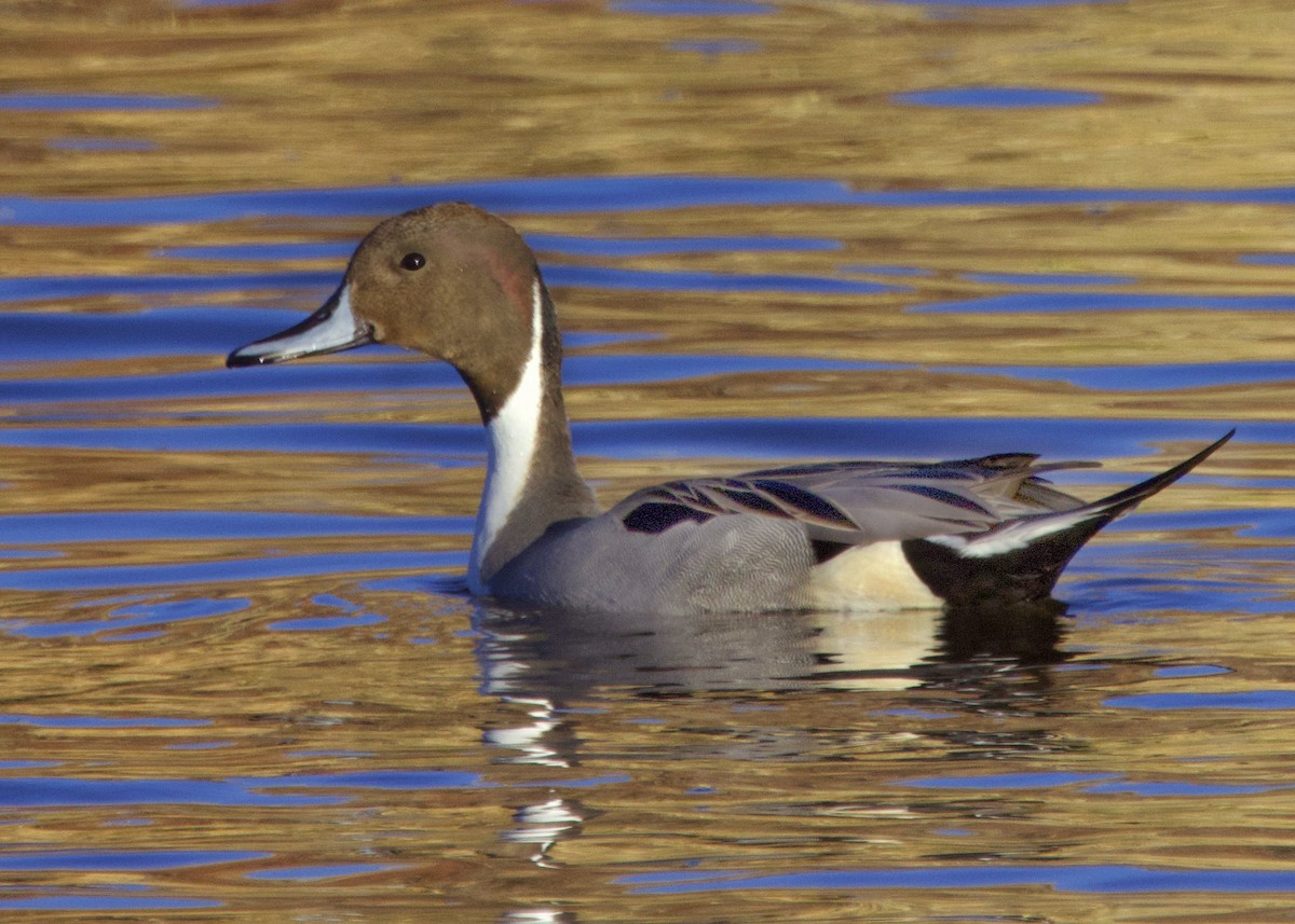 Northern Pintail - ML646257859
