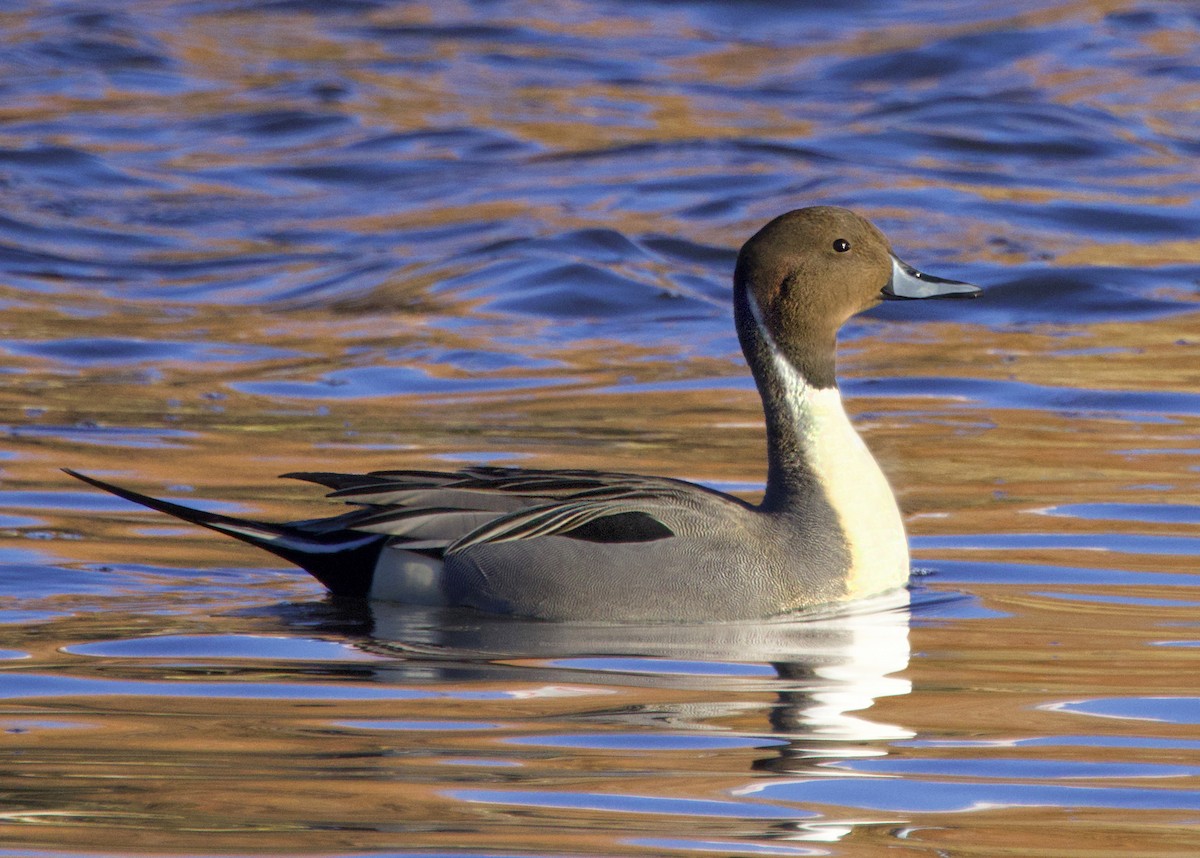 Northern Pintail - ML646257860