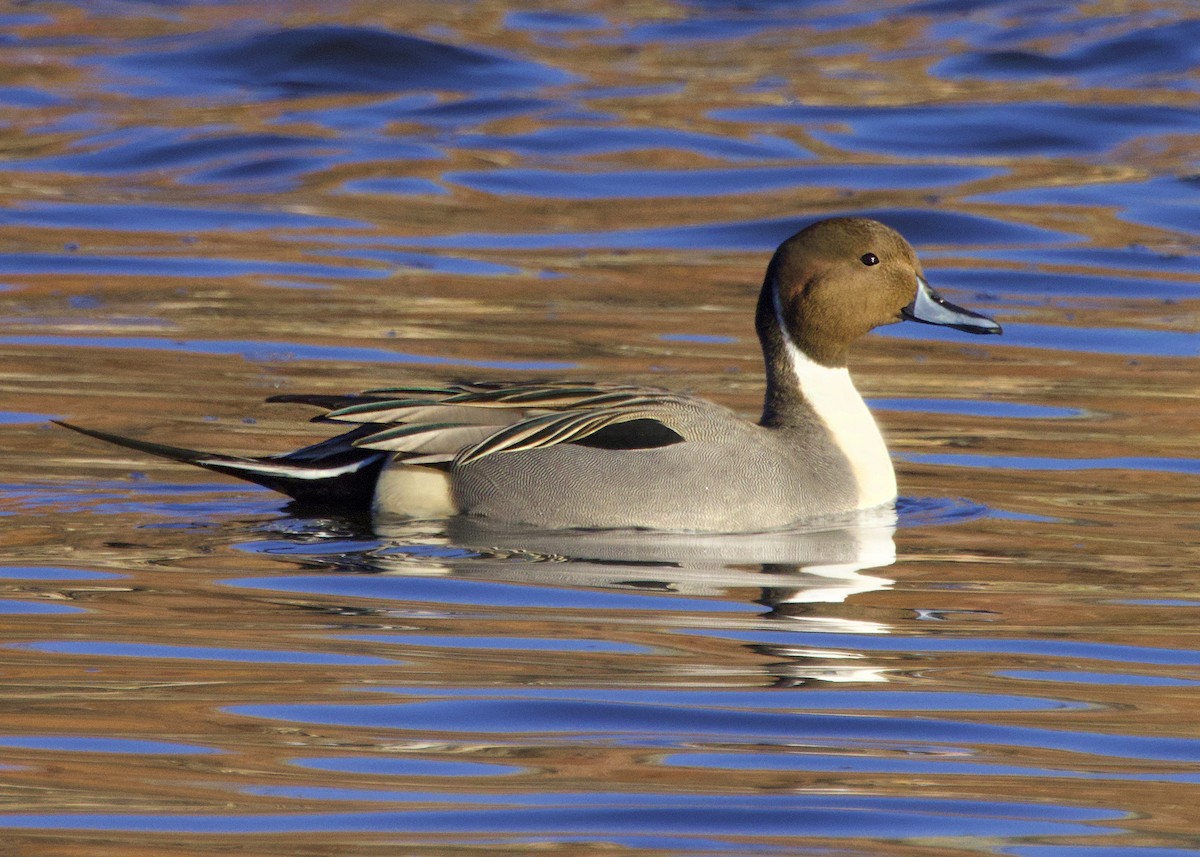 Northern Pintail - ML646257862