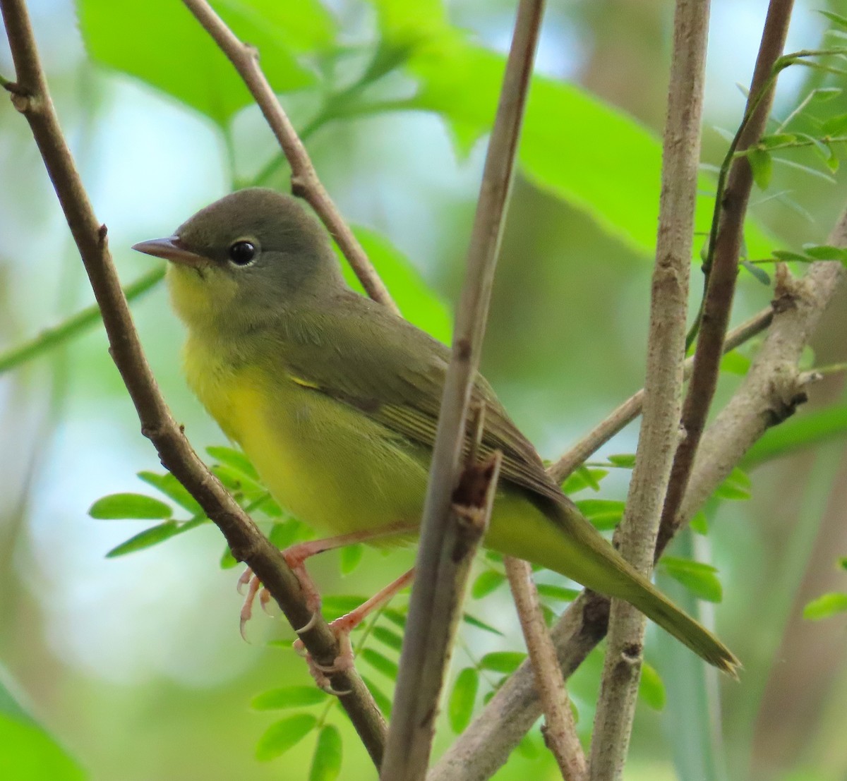 Mourning Warbler - ML646257863
