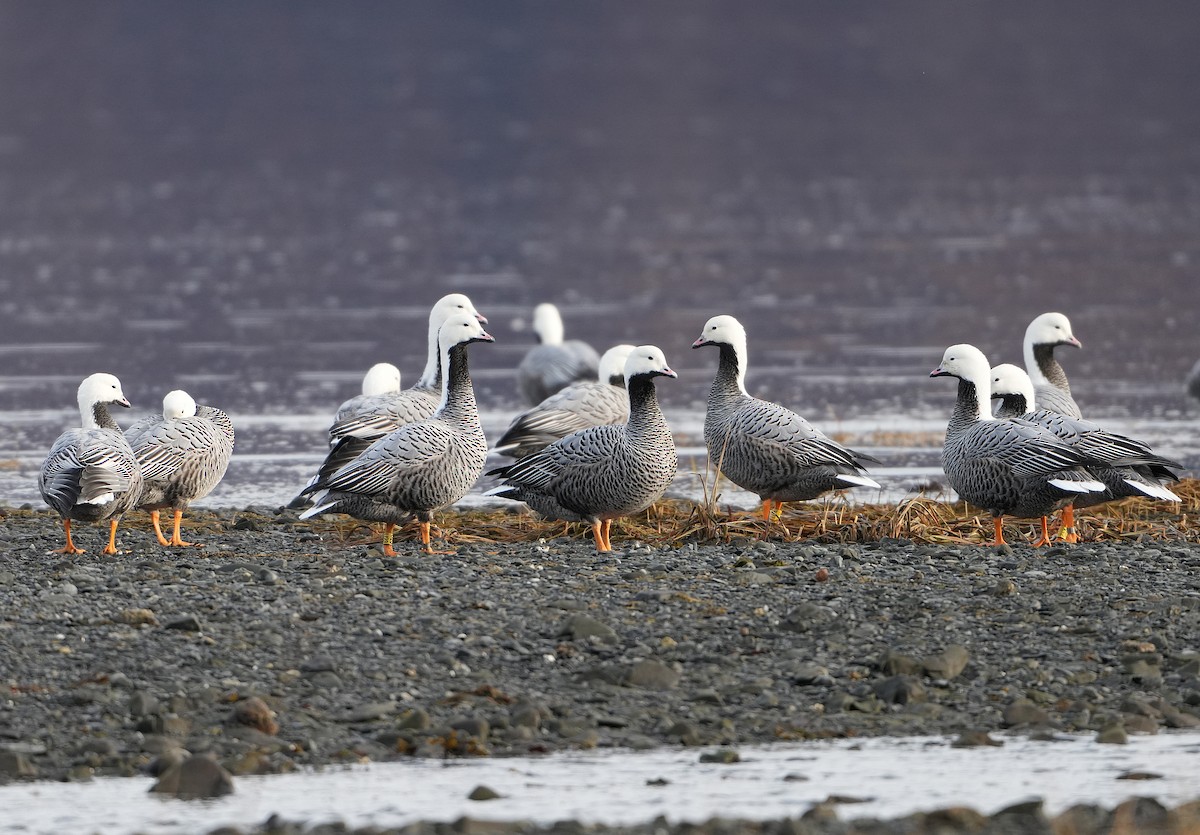 Emperor Goose - ML646257864