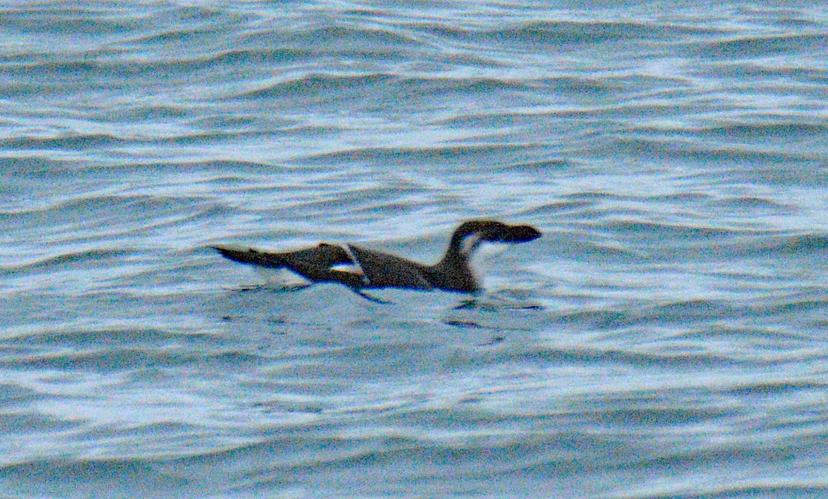 Ustura Gagalı Alk - ML646257865