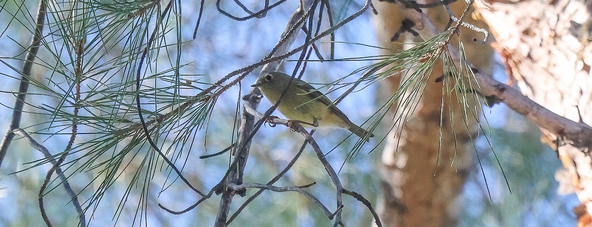 Ruby-crowned Kinglet - ML646257869