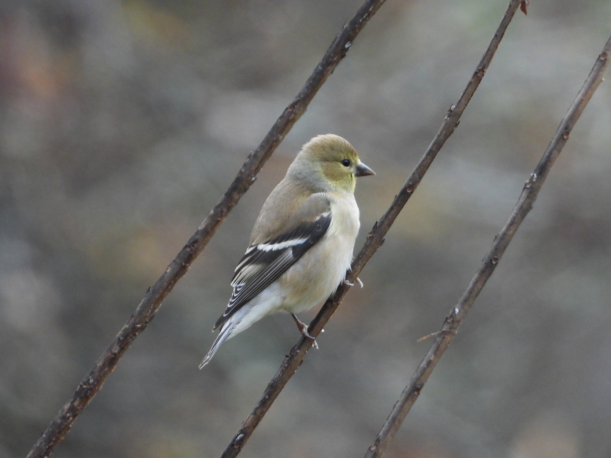 Jilguero Yanqui - ML646257880