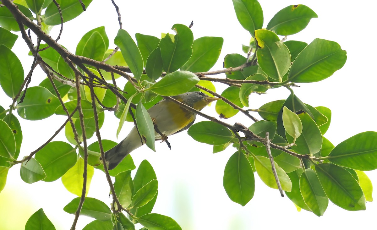 Очковая древесница - ML646257881