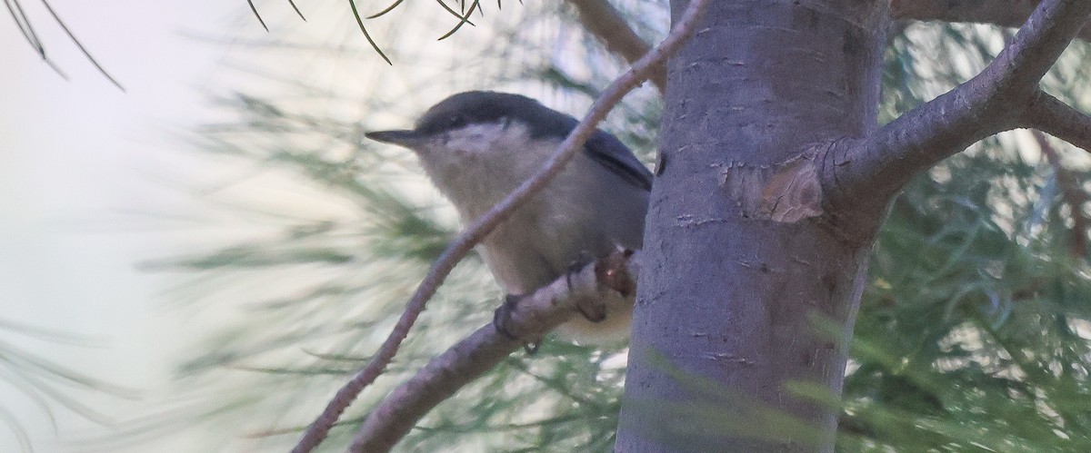 Pygmy Nuthatch - ML646257884