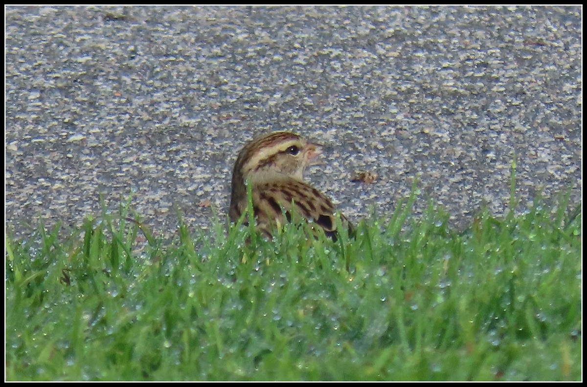 Chipping Sparrow - ML646257885