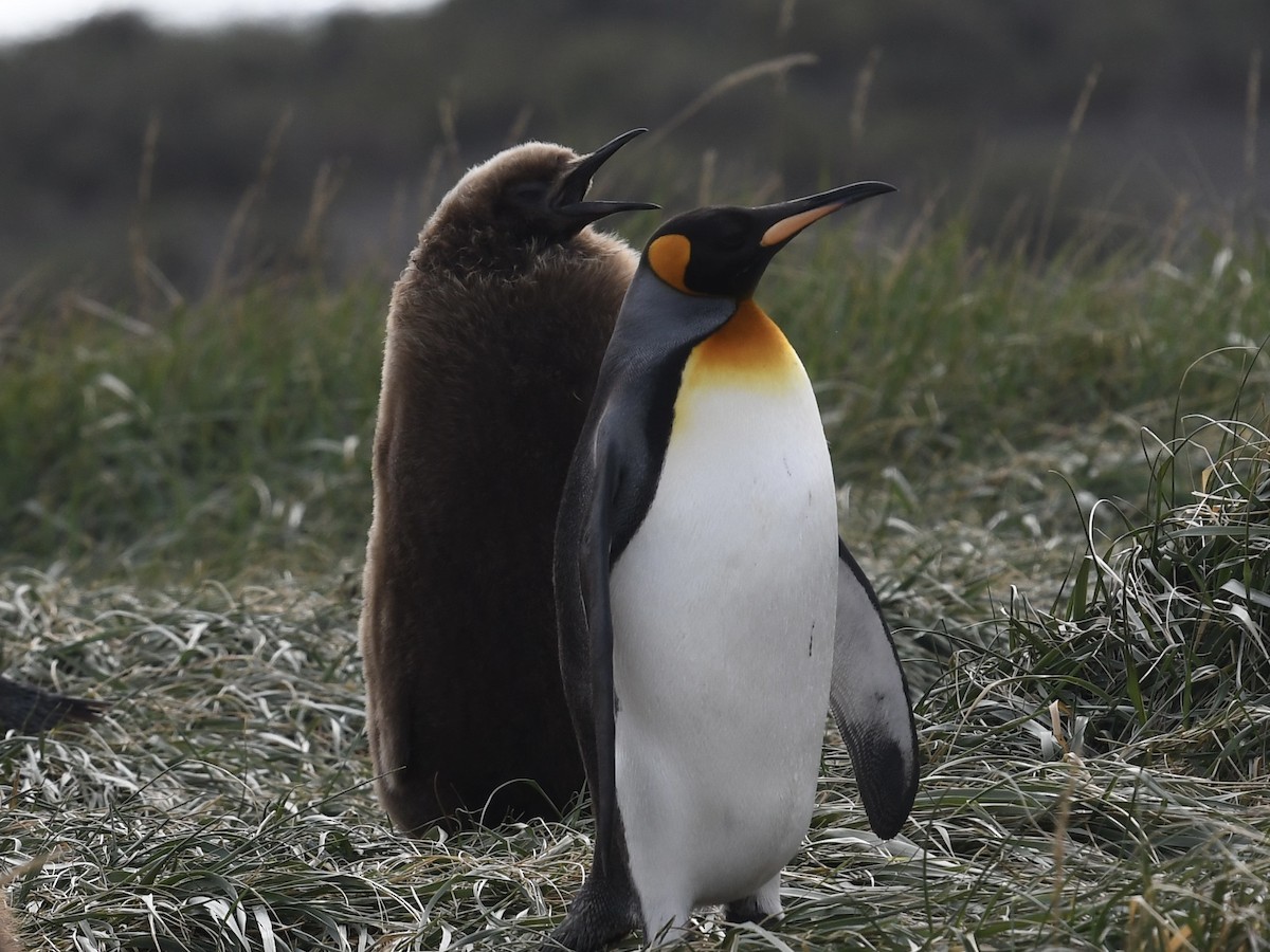 King Penguin - ML646257887
