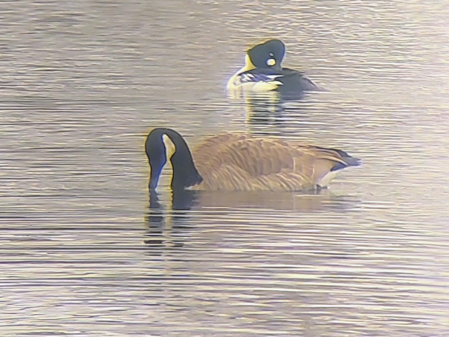 Canada Goose (canadensis Group) - ML646257893