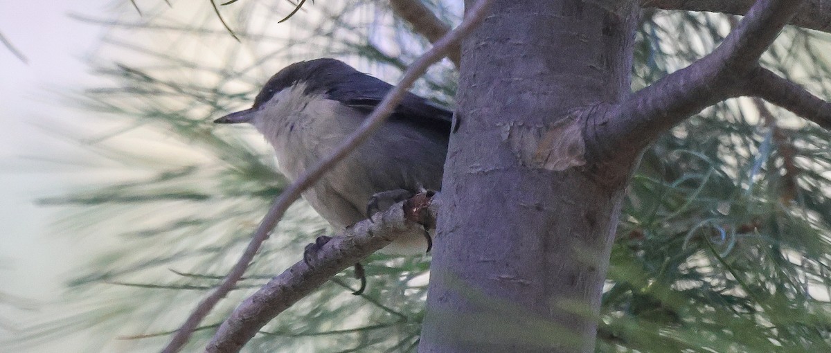 Pygmy Nuthatch - ML646257894