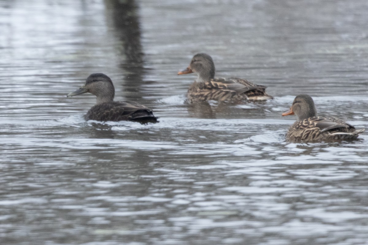 American Black Duck - ML646257905