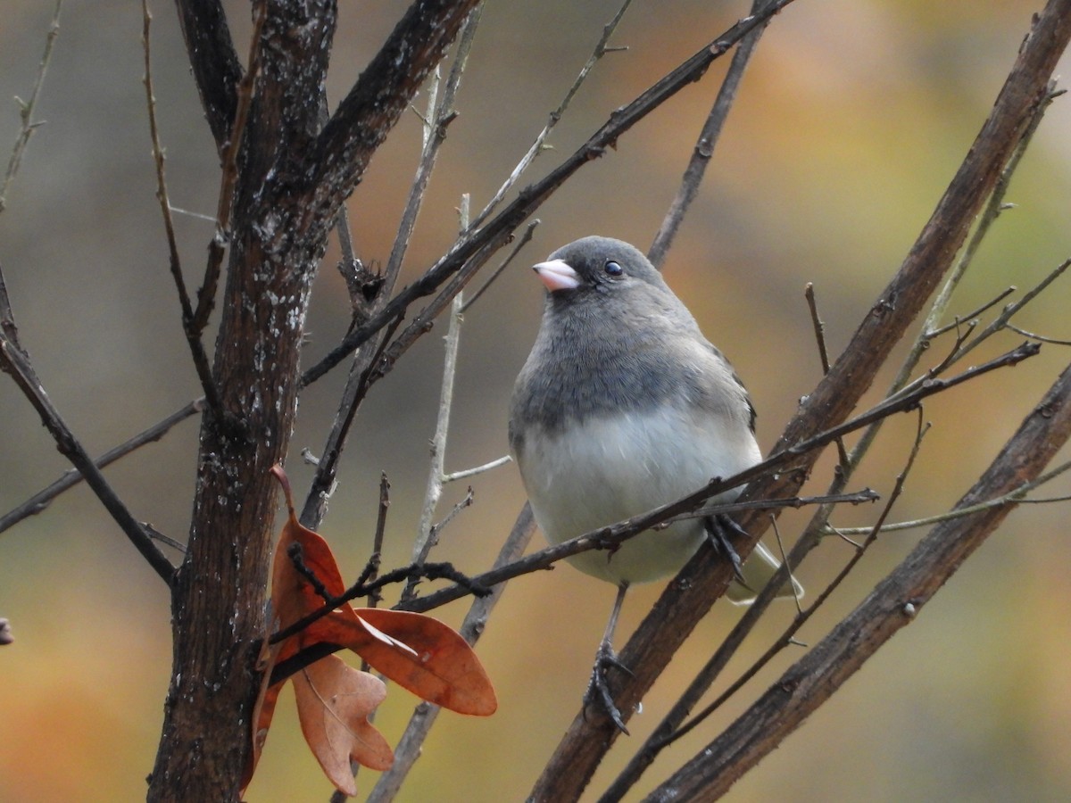 Junco Ojioscuro - ML646257910