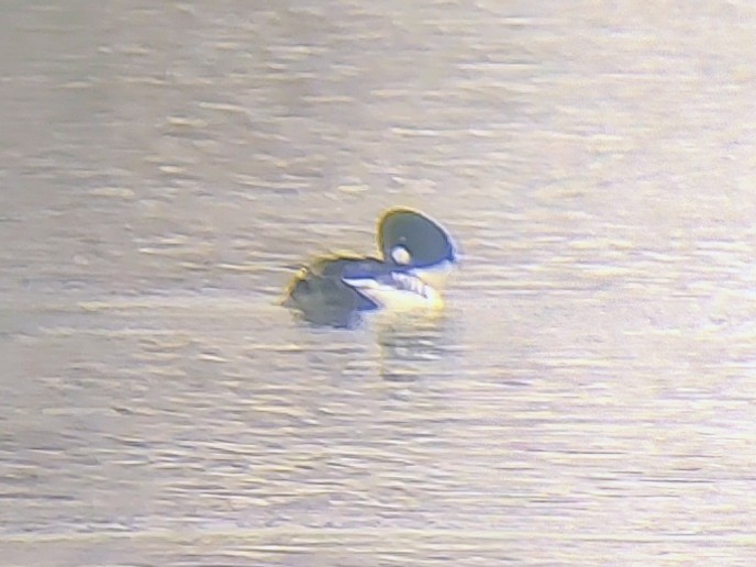 Common Goldeneye - ML646257911