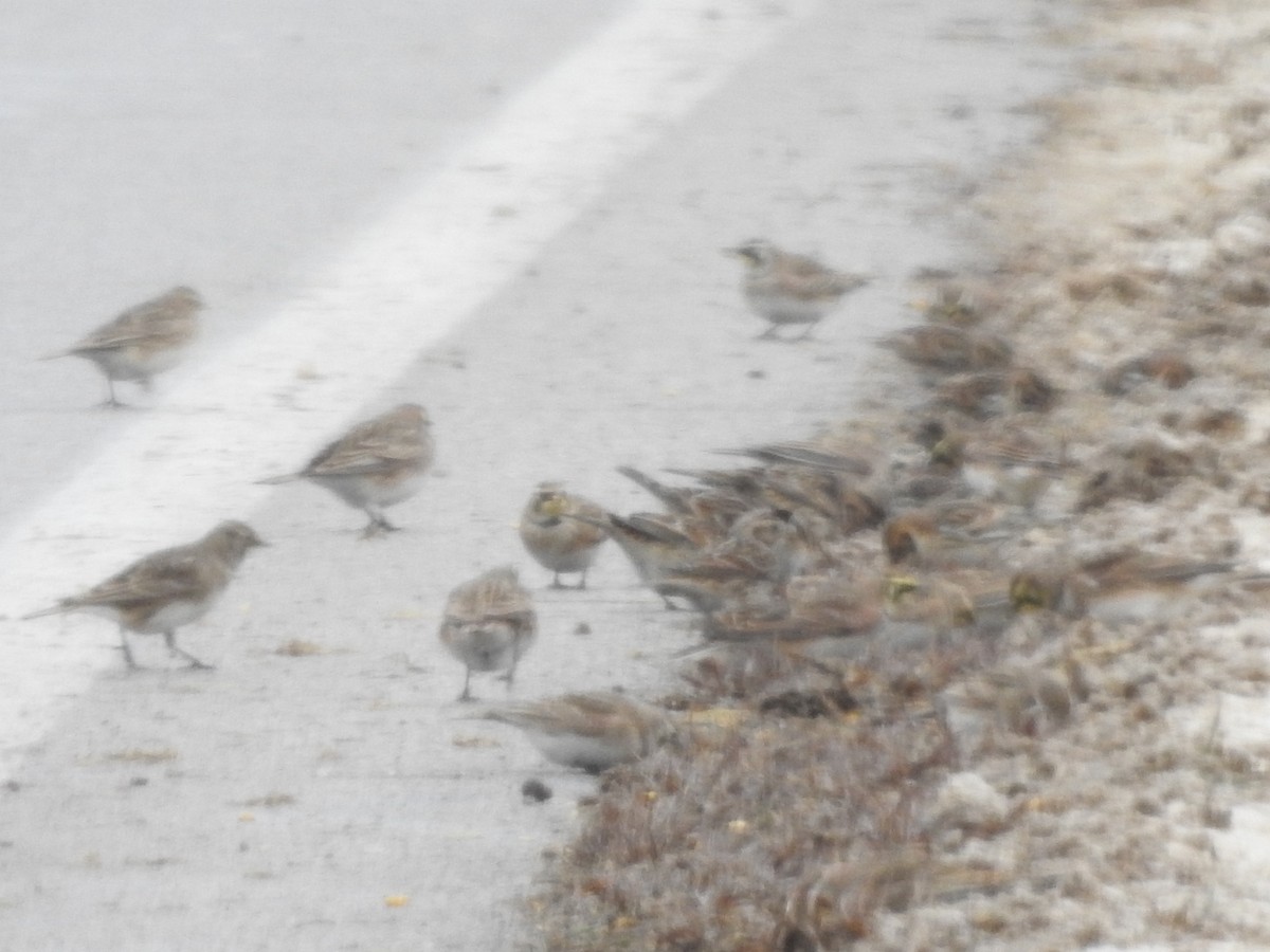 Horned Lark - ML646257912