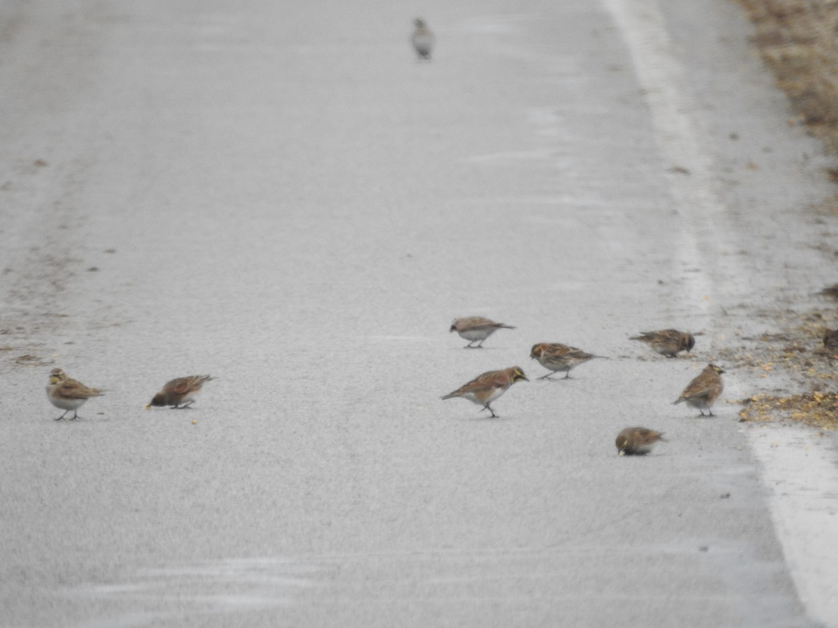 Horned Lark - ML646257913