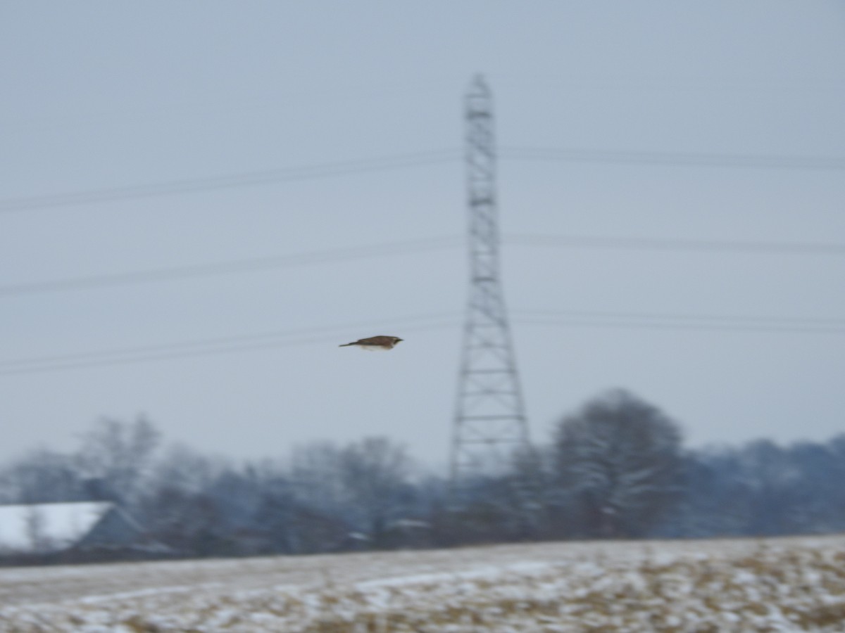 Horned Lark - ML646257916