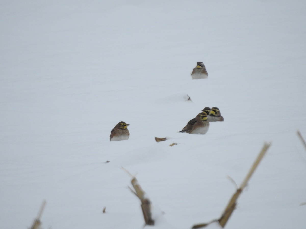 Horned Lark - ML646257917