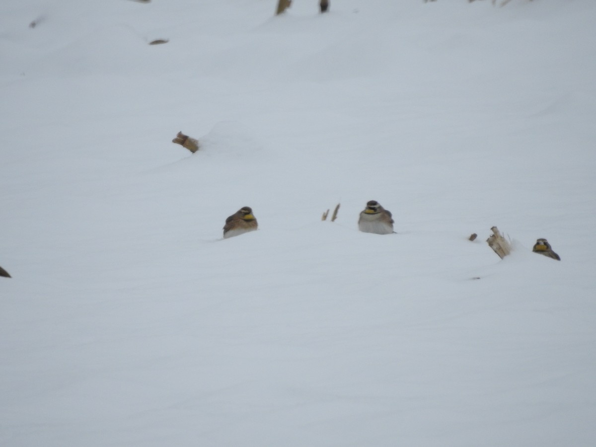 Horned Lark - ML646257918