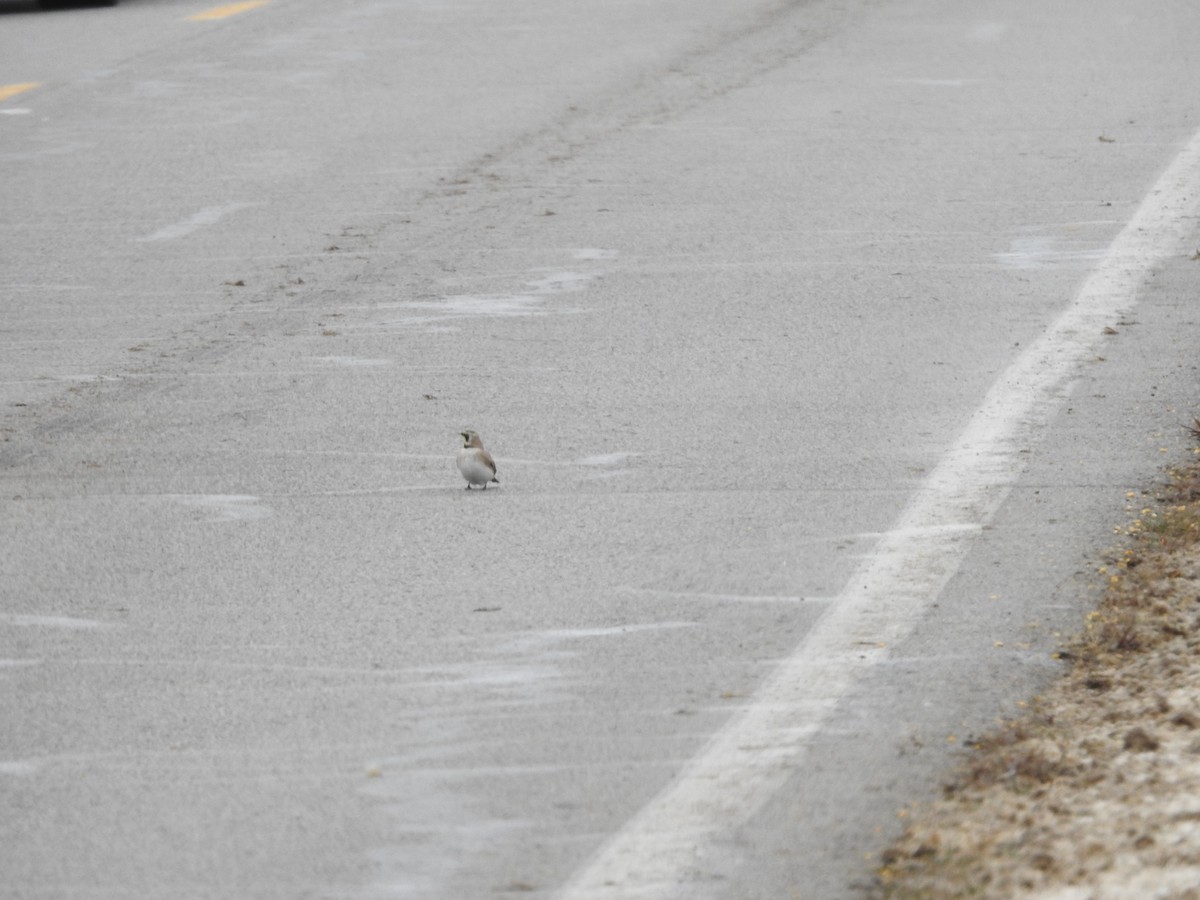 Horned Lark - ML646257919