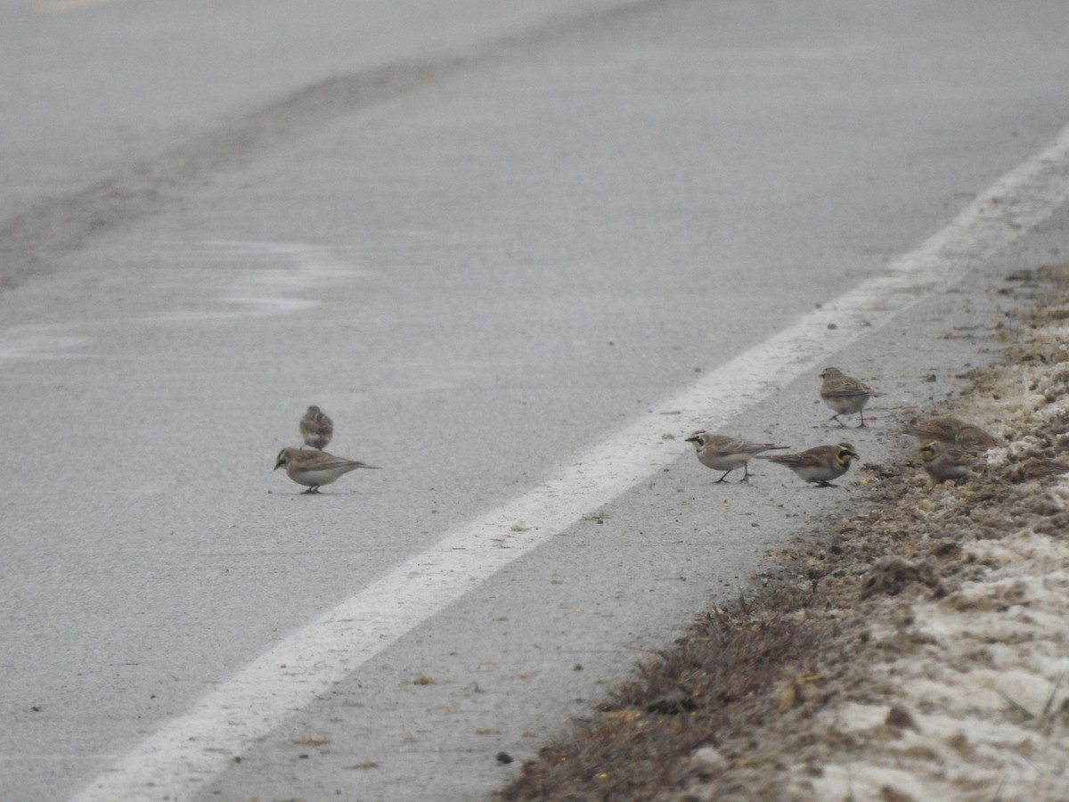 Horned Lark - ML646257920