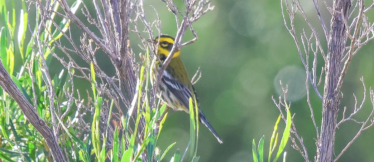 Townsend's Warbler - ML646257923
