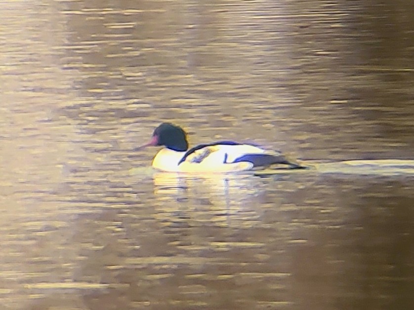 Common Merganser - ML646257924