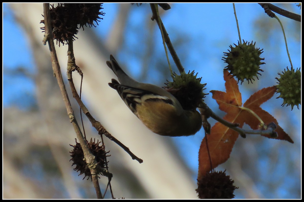 Goldzeisig - ML646257925