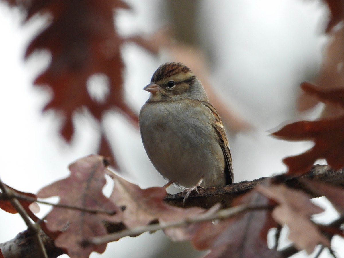 Chipping Sparrow - ML646257931