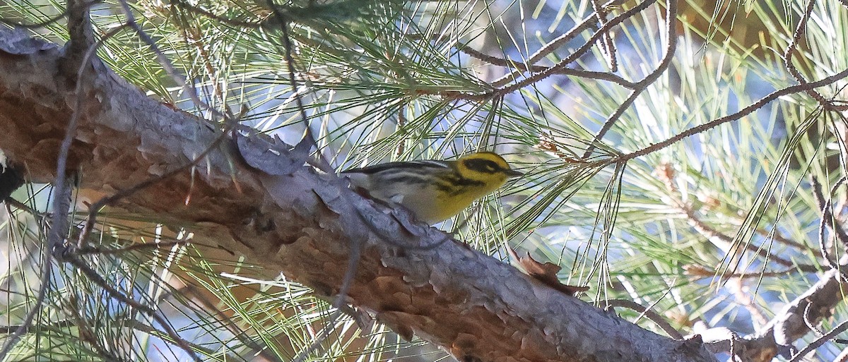 Townsend's Warbler - ML646257933