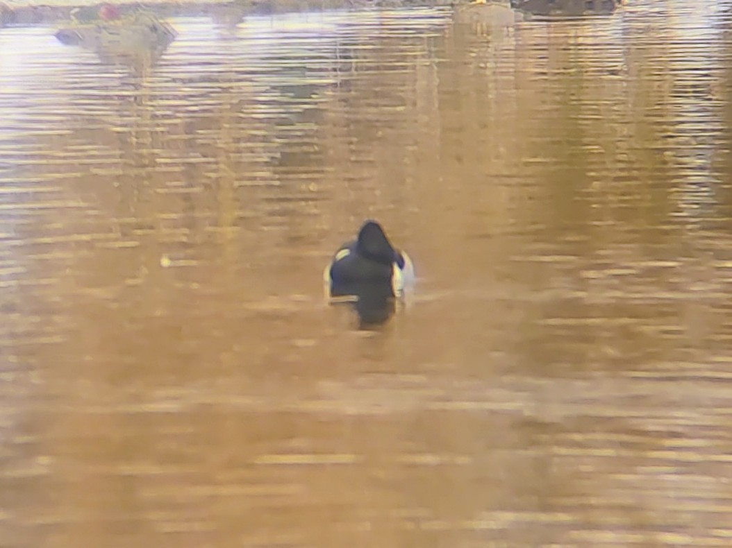 Ring-necked Duck - ML646257935