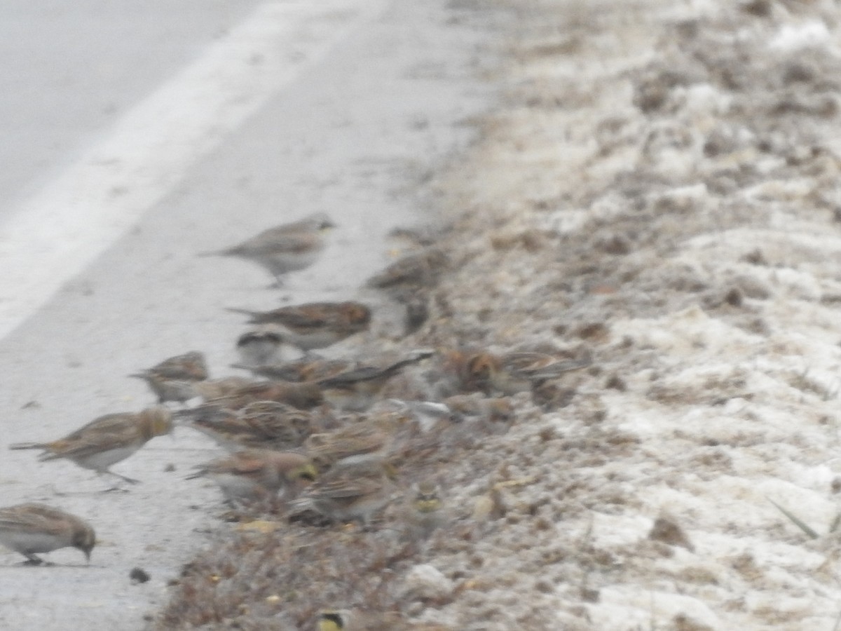 Lapland Longspur - ML646257936