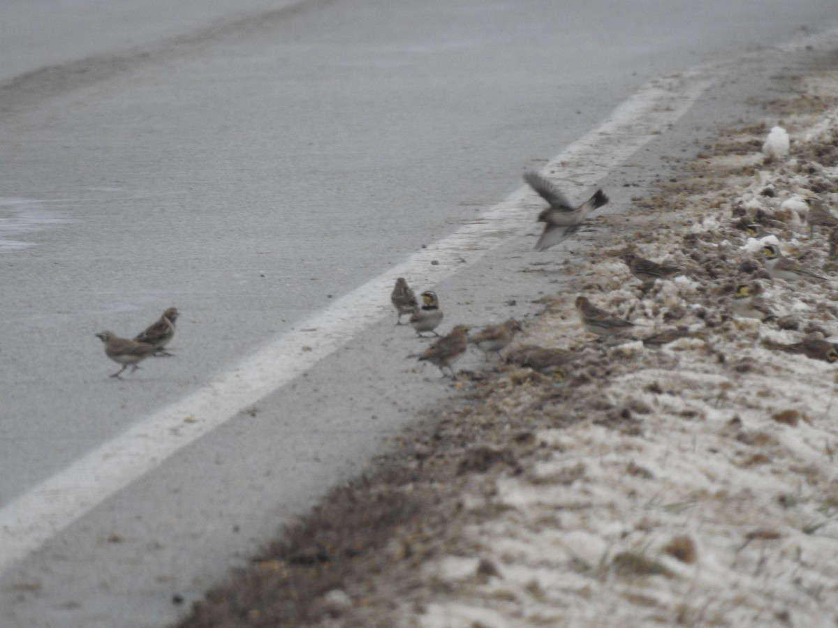 Lapland Longspur - ML646257937
