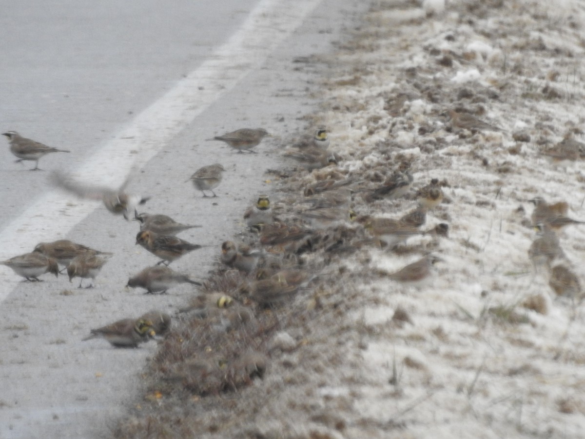 Lapland Longspur - ML646257938