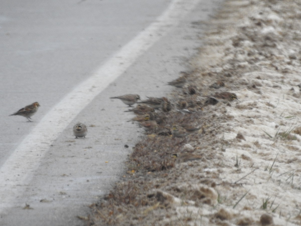 Lapland Longspur - ML646257939