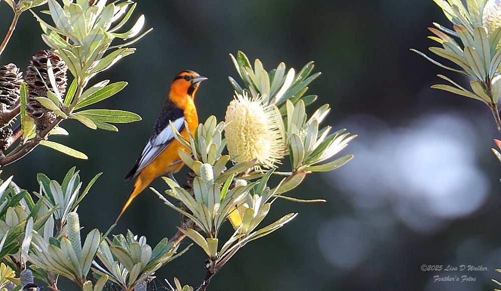Bullock's Oriole - ML646257944