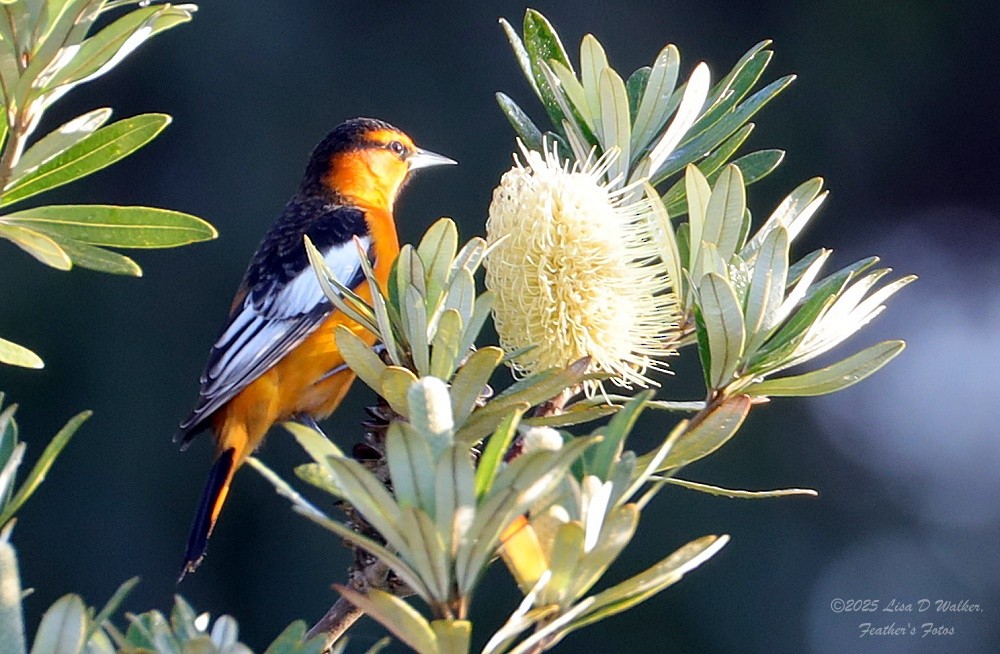 Bullock's Oriole - ML646257945