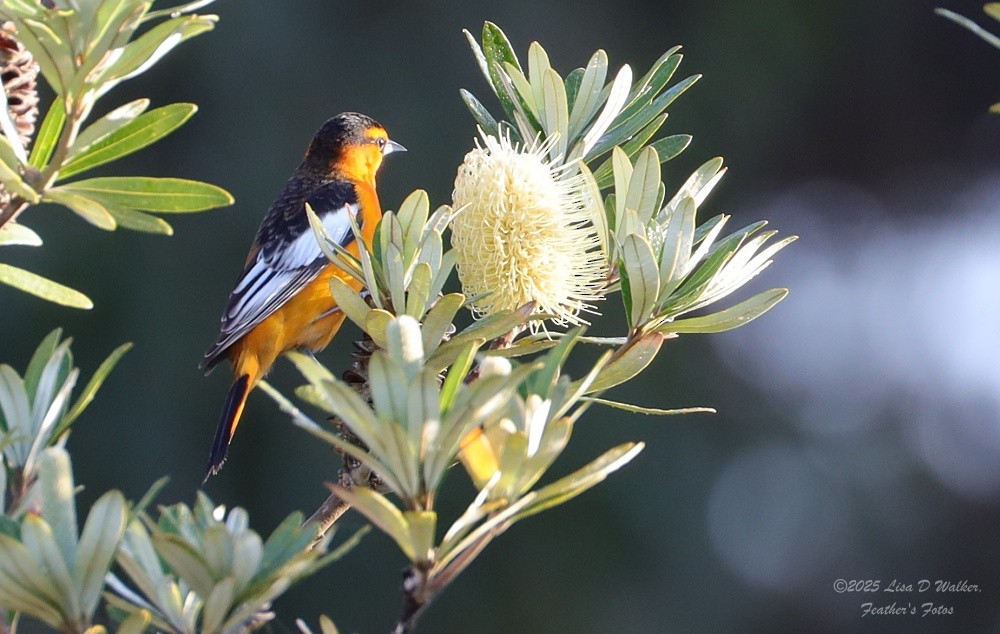 Bullock's Oriole - ML646257946