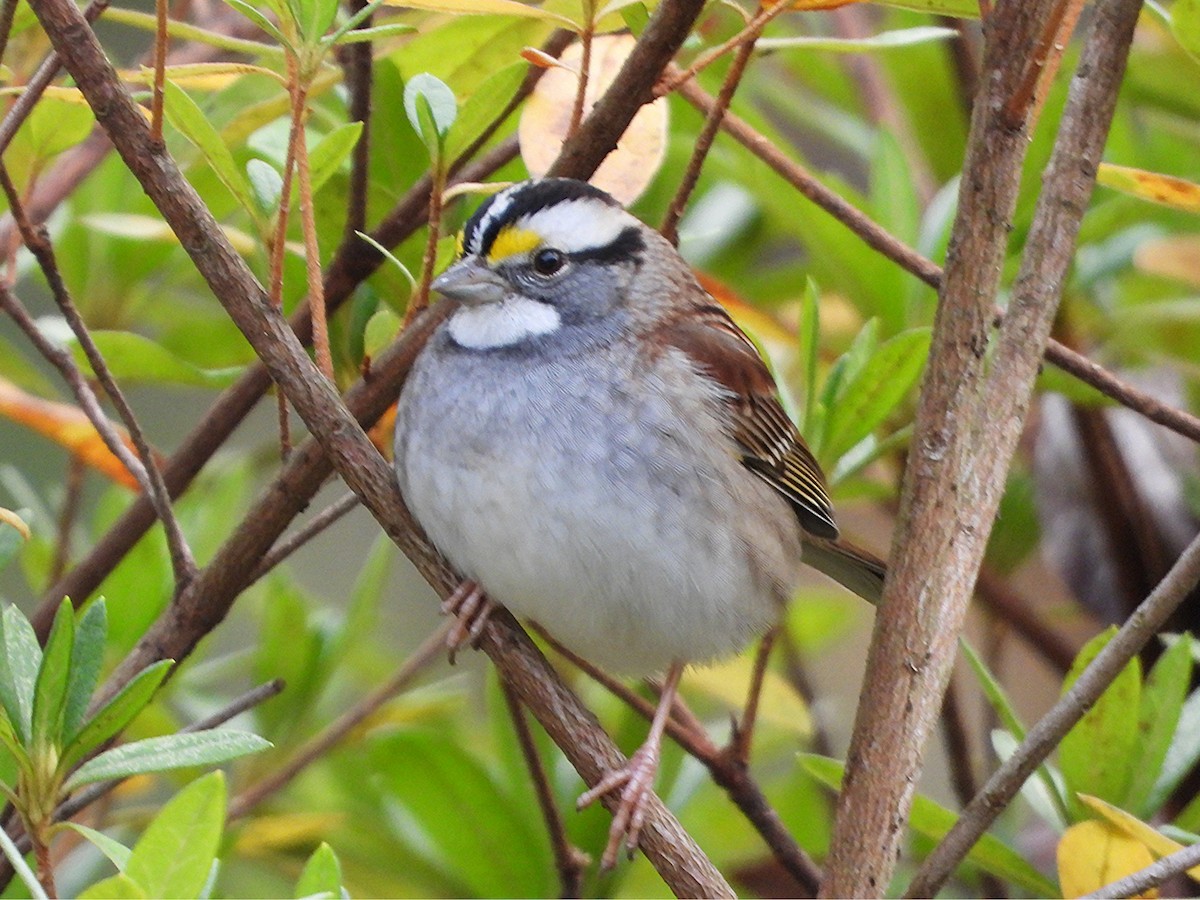 Chingolo Gorjiblanco - ML646257948