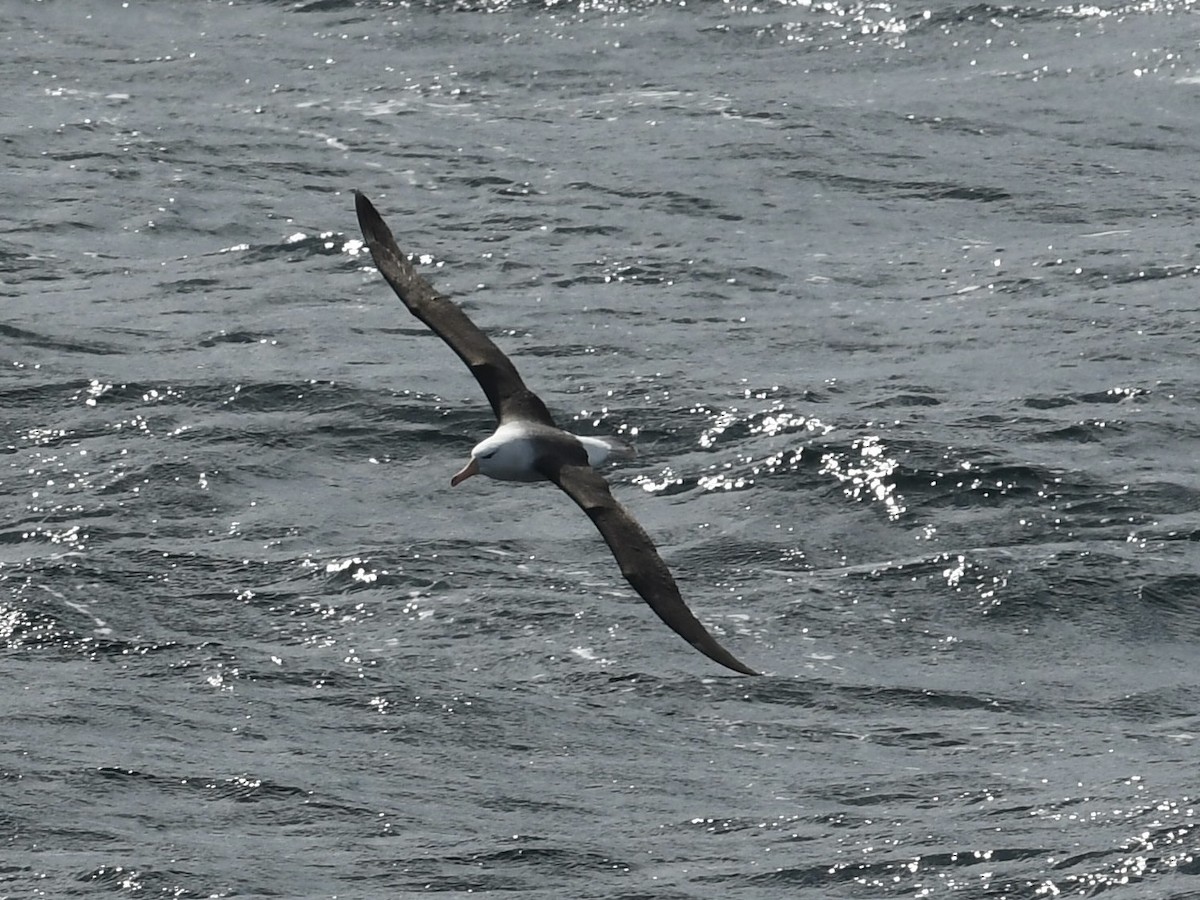 Black-browed Albatross - ML646257953