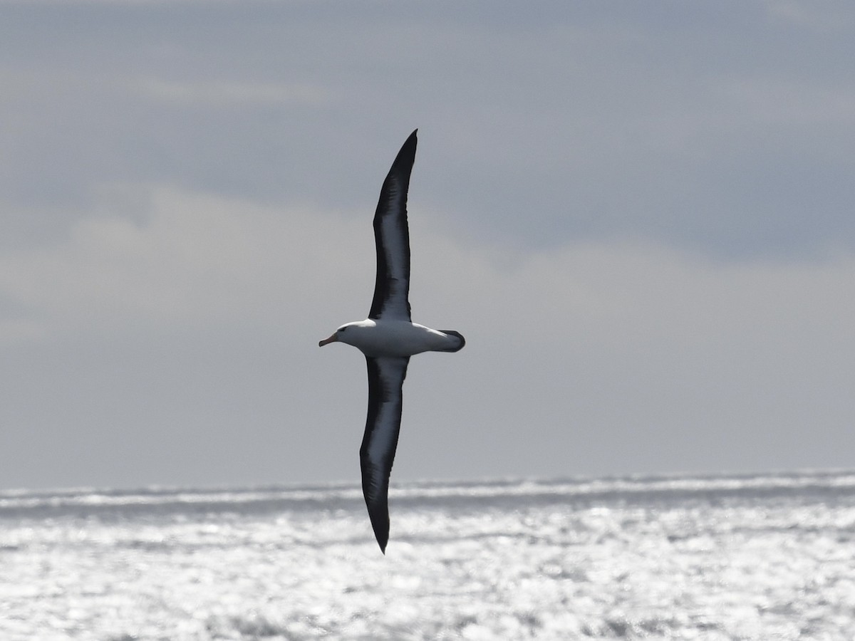Black-browed Albatross - ML646257954