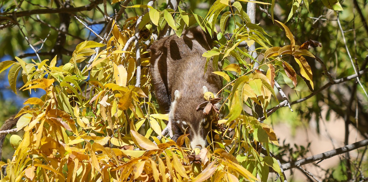 動物界 - ML646257958