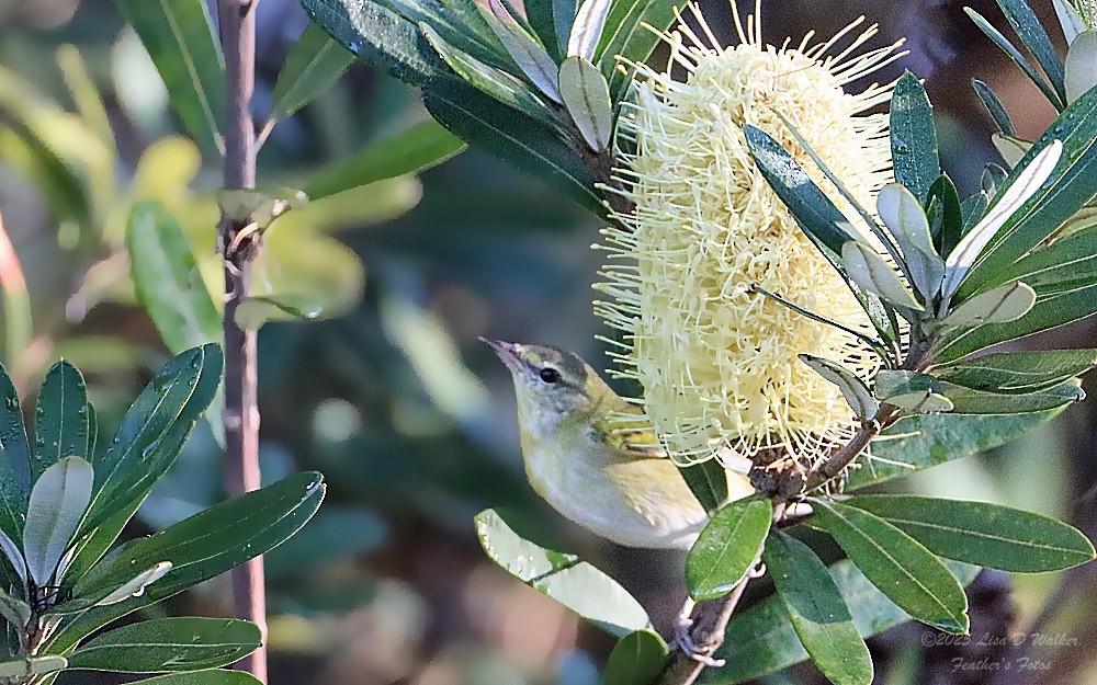 Tennessee Warbler - ML646257967